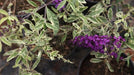Buddleja davidii variegata,Variegated Buddleja - Kadiyam Nursery