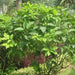 Bunchosia argentea,Peanut Butter Tree - Kadiyam Nursery
