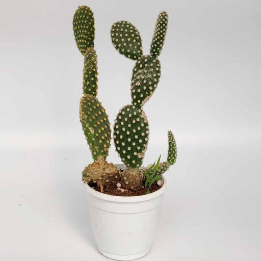 Bunny ears cactus succulent plant - Kadiyam Nursery