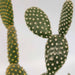 Bunny ears cactus succulent plant - Kadiyam Nursery