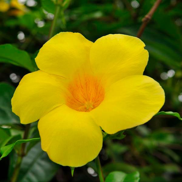 Brighten Your Garden with the Vibrant Yellow Bush Allamanda — Kadiyam ...