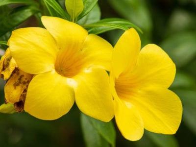 Bush Allamanda, Allamanda cathartica (Yellow) - Plant - Kadiyam Nursery