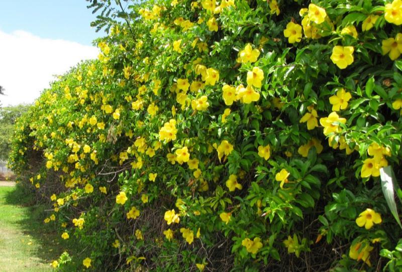 Bush Allamanda, Allamanda cathartica (Yellow) - Plant - Kadiyam Nursery
