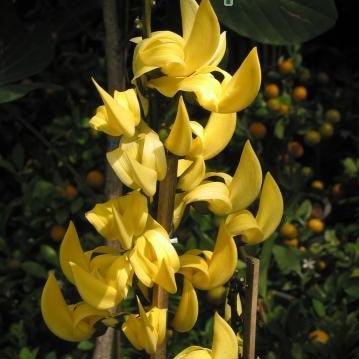 Butea monosperma lutea,Yellow Flame Of The Forest, Yellow Parrot Tree - Kadiyam Nursery