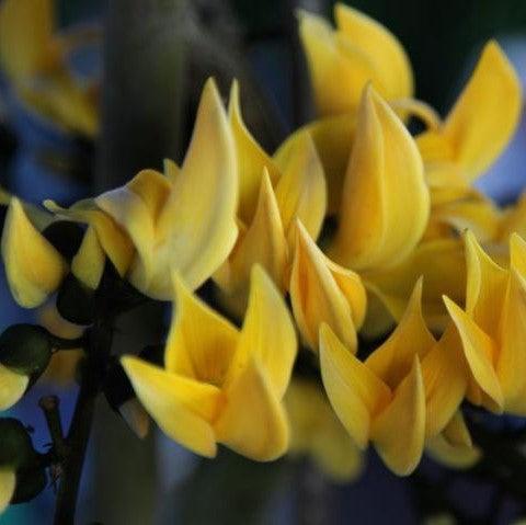 Butea monosperma lutea,Yellow Flame Of The Forest, Yellow Parrot Tree - Kadiyam Nursery