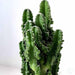 Cactus cereus paolina - Kadiyam Nursery