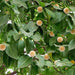 cadamba/Burflower Tree/Kadam/Cadamba/Kadamba Tree- 1 Live Healthy Plant - Kadiyam Nursery