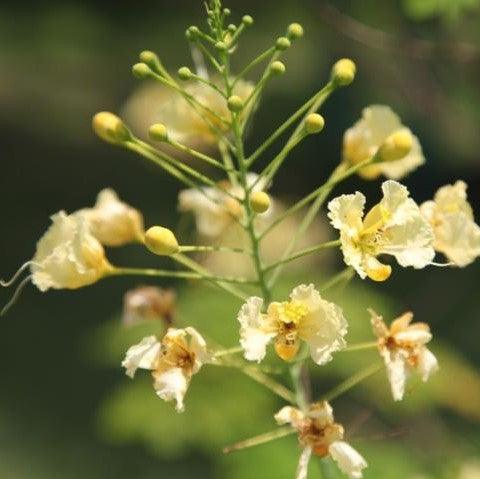 Caesalpinia pulcherima cremica,Pride Of Barbodas - Kadiyam Nursery