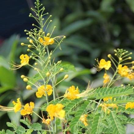 Caesalpinia pulcherima flava,Shankasur Yellow,Brabados Pride, Peacock Flower, Dwarf Poinciana - Kadiyam Nursery