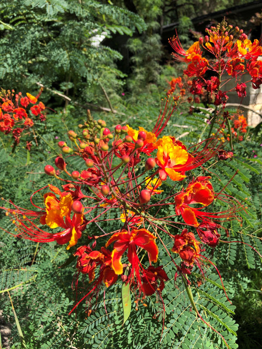 Caesalpinia Pulcherrima Plants - Kadiyam Nursery