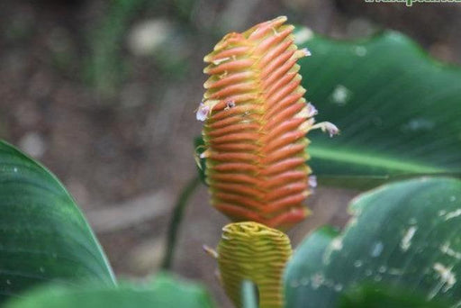 Calathea crotalifera orange rattle,Orange Rattle Snake Calathea, Orange Calathea - Kadiyam Nursery