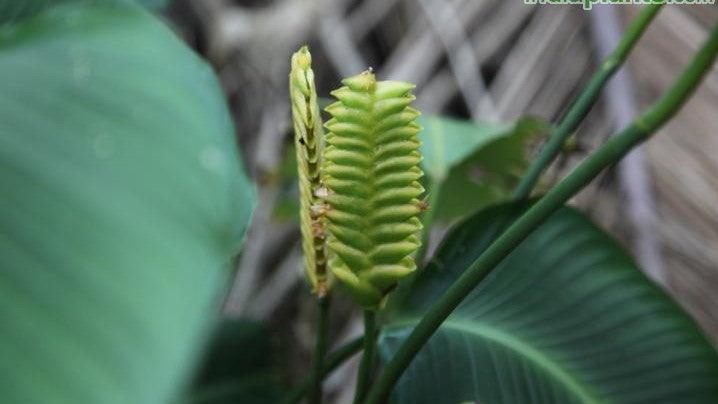 Calathea crotalifera,Rattle Snake Calathea, Red Rattle - Kadiyam Nursery