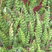 Calathea insignis,Rattlesnake Plant - Kadiyam Nursery
