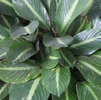 Calathea medio picta,Calathea Green - Kadiyam Nursery