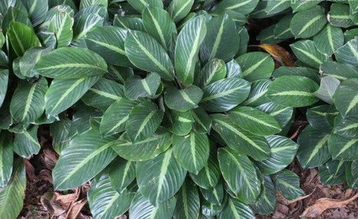 Calathea medio picta,Calathea Green - Kadiyam Nursery