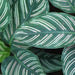 Calathea ornata sanderiana,Calathea Broad Leaf - Kadiyam Nursery