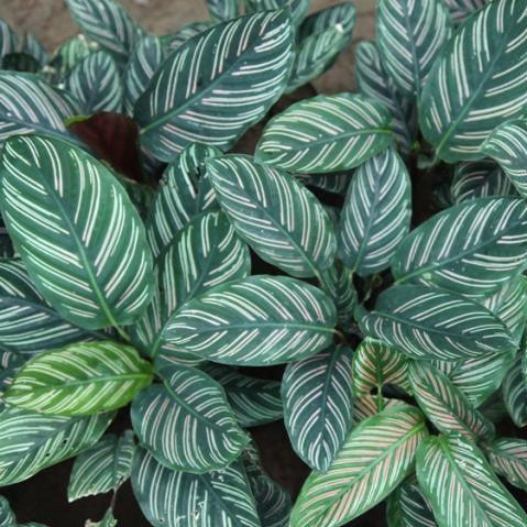 Calathea ornata sanderiana,Calathea Broad Leaf - Kadiyam Nursery