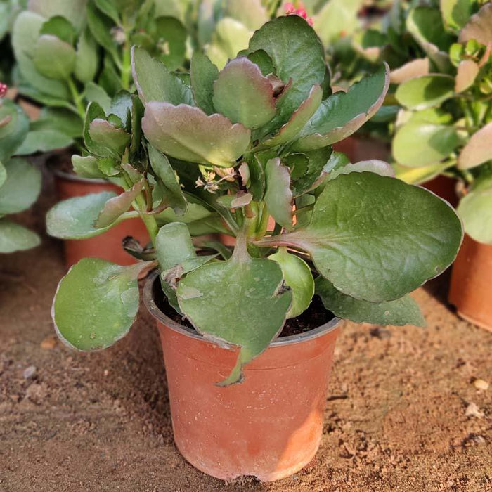 Calathea Roseopicta Dottie Variegated Rare Imported Variety Natural Live Plant in Pot - Kadiyam Nursery