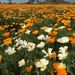 California Poppy - Eschscholzia Californica Mix ( pack of 50g seeds) - Kadiyam Nursery