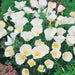 California Poppy White (Eschscholtzia) NM (pack of 50gseeds) - Kadiyam Nursery