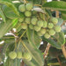 Calophyllum inophyllum,Indian Laurel, Alexandrian Laurel, Beauty Leaf, Kamant Dilo Oil - Kadiyam Nursery