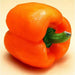 Capsicum Orange (pack of 30 seeds) - Kadiyam Nursery