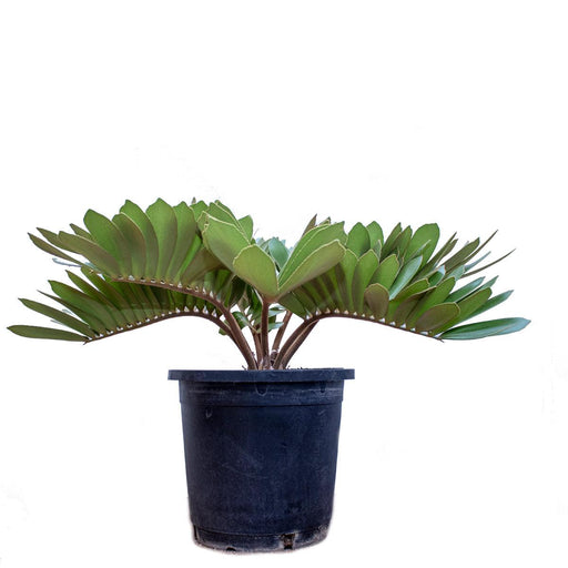 Cardboard palm (Zamia Furfuracea - Plant) - Kadiyam Nursery