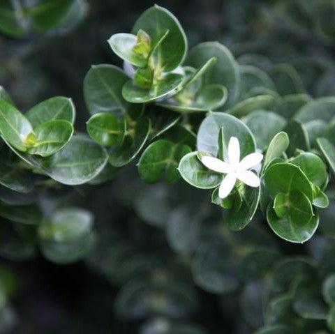 Carissa grandiflora,Natal Plum - Kadiyam Nursery