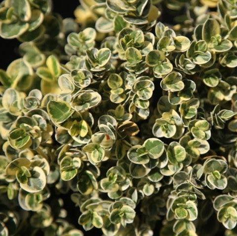 Carissa humphreyi variegata - Kadiyam Nursery