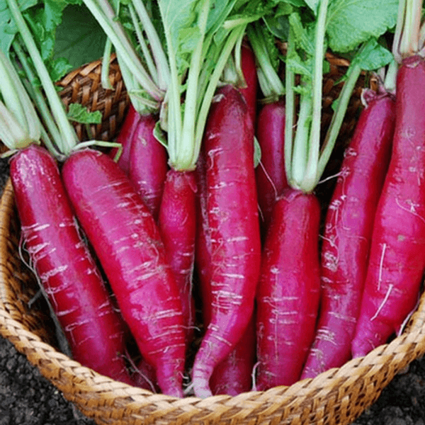 Carrot Red long vegitable seeds. (pack of 50 seeds) — Kadiyam Nursery