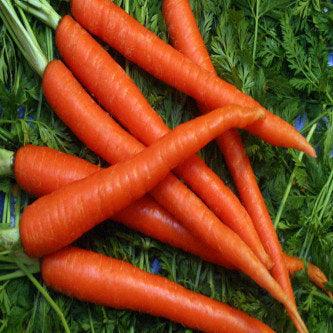 Carrot vegitable seeds (pack of 50) - Kadiyam Nursery