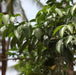 Casearia tomentosa,Chilla - Kadiyam Nursery