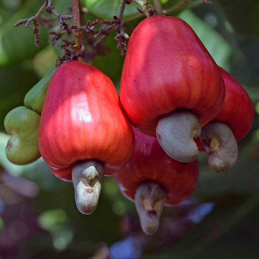 cashew nut fruit tree
