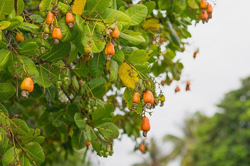 Cashew Nut Garden Rare Grafted Apple Kaju Fruit For Roof Top Plant(1 Healthy Live Plant) - Kadiyam Nursery