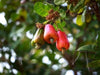 Cashew Nut Garden Rare Grafted Apple Kaju Fruit For Roof Top Plant(1 Healthy Live Plant) - Kadiyam Nursery