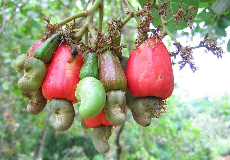 Cashew Nut Garden Rare Grafted Apple Kaju Fruit For Roof Top Plant(1 Healthy Live Plant) - Kadiyam Nursery