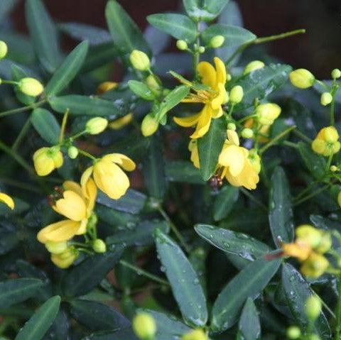 Cassia species yellow,Yellow Cassia Shrub - Kadiyam Nursery