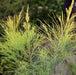 Casuarina equisetifolia aurea,Casurina Golden - Kadiyam Nursery