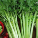 Celery vegitable seeds (pack of 50 seeds) - Kadiyam Nursery