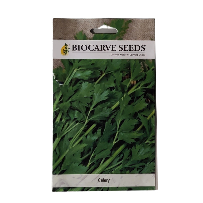 Celery vegitable seeds (pack of 50 seeds) - Kadiyam Nursery