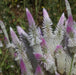 Celosia argentea spinosa,Silver Cockscomb, Wheat Cocks Comb - Kadiyam Nursery