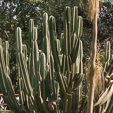 Cereus hexagonus, C. perlucens, C. longflorus, Pilocereus perlucens - Kadiyam Nursery