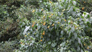 Cestrum aurantiacum,Orange Cestrum, Orange Jessamine, Orange-flowering Jessamine, Yellow Cestrum - Kadiyam Nursery