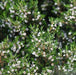 Chamelaucium uncinatum,Geraldton Wax Flower - Kadiyam Nursery