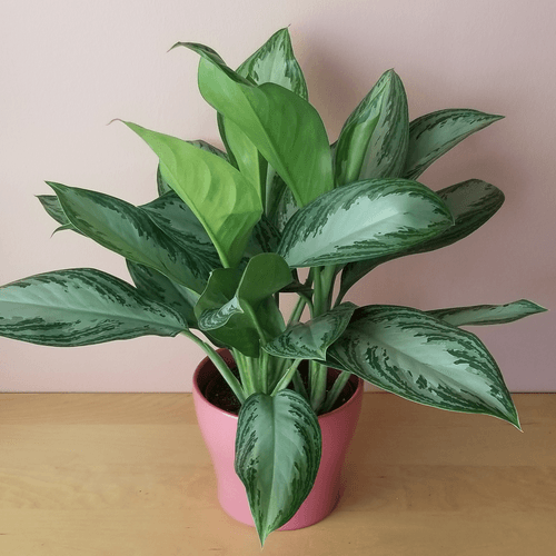 Chinese Evergreen Aglaonema Jubilee Petite Ornamental Plant 1 Healthy Live Plant On Pot - Kadiyam Nursery