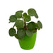 Chinese Money - Pilea Plant with Fiber Pot - Pilea peperomioides | Indoor Desk Plant Exotic Rare Plant | missionary Plant - Kadiyam Nursery