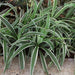 Chlorophytum bichetii,St. Bernards Lily - Kadiyam Nursery