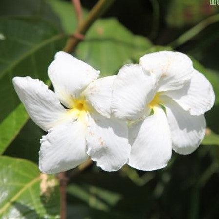 Chonemorpha macrophylla, C. fragrans,Frangipani Vine White - Kadiyam Nursery