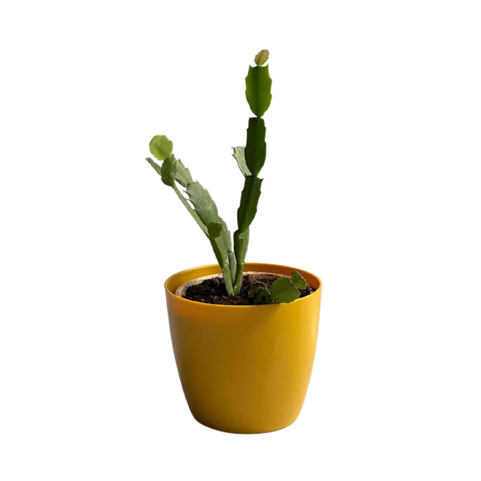 Christmas Cactus, Schlumbergera - Succulent Plant - Kadiyam Nursery