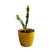 Christmas Cactus, Schlumbergera - Succulent Plant - Kadiyam Nursery